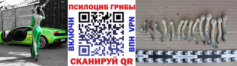 купить наркоту Берёзовский Псилоцибиновые грибы мицелий